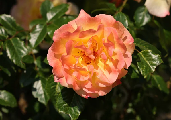 Rose Gialle Sul Ramo Nel Giardino — Foto Stock