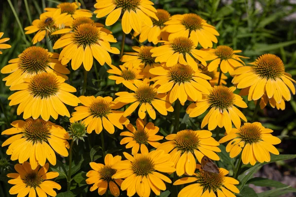 Rudbekia Flores Margarita Amarilla Jardín Ornamental — Foto de Stock