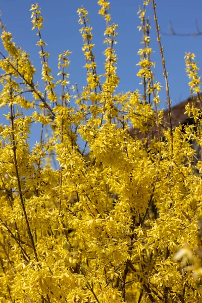 Forsythia Europaea Buske Med Gula Blommor Blommar Tidigt Våren — Stockfoto