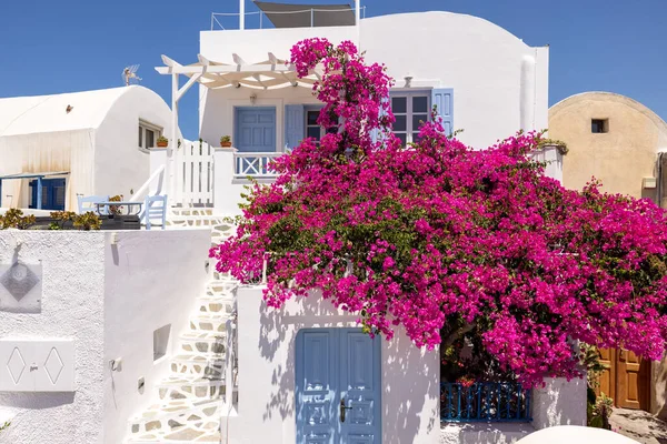 Červené Bougainvillea Lezení Zeď Bílého Domu Oia Ostrově Santorini Cyclades — Stock fotografie