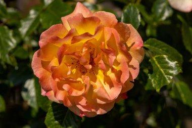 Bahçedeki dalda sarı güller