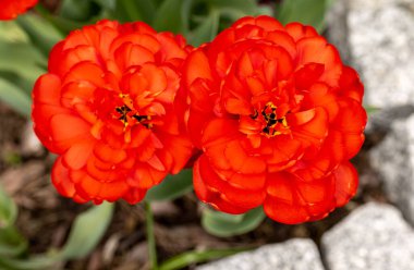 Картина, постер, плакат, фотообои "красные цветы тюльпанов, цветущие в саду цветы пионы сирень природа", артикул 566611694