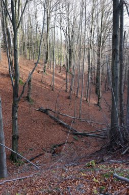 Gümüş-kayın ağacı dalları kuru yaprakları karşı