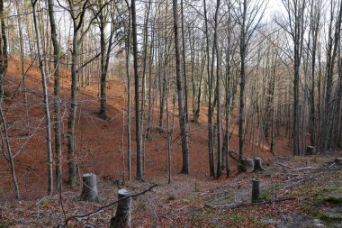 Gümüş-kayın ağacı dalları kuru yaprakları karşı