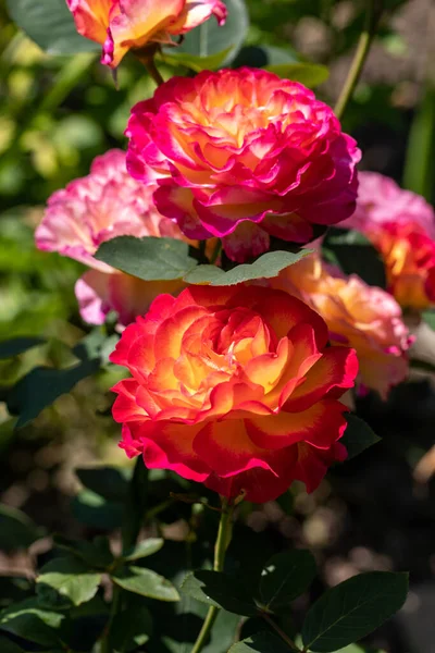 Roses Rouges Sur Branche Dans Jardin — Photo
