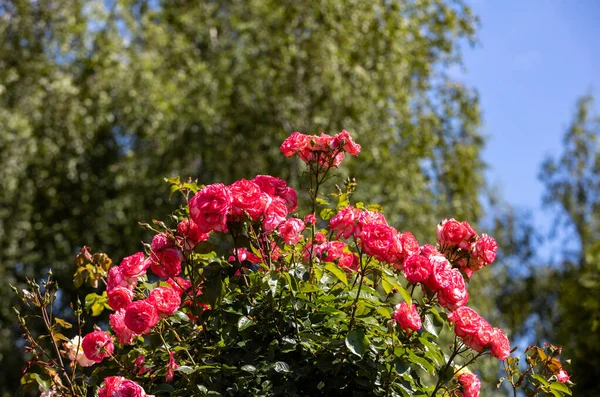 Rosas Rojas Rama Jardín — Foto de Stock