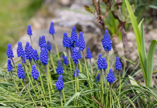 Üzüm Sümlü Muscari Ermenistan Baharın Başında Çiçek Açar. 