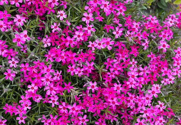 Leylak Aubrieta, bahçedeki çiçekleri görüyor musun?.