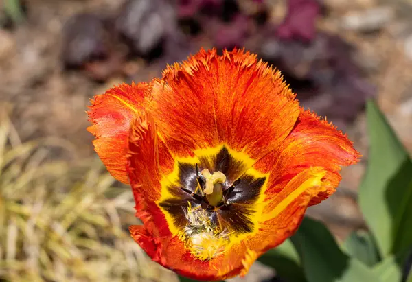 Žlutá Červená Tulipánová Květina Kvetoucí Zahradě — Stock fotografie