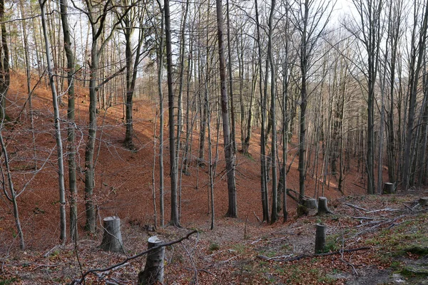 Gümüş-kayın ağacı dalları kuru yaprakları karşı
