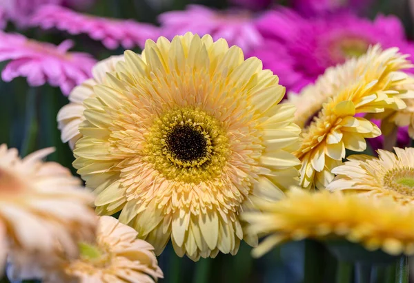色とりどりのガーベラの花 美しい花の背景のクローズアップ — ストック写真