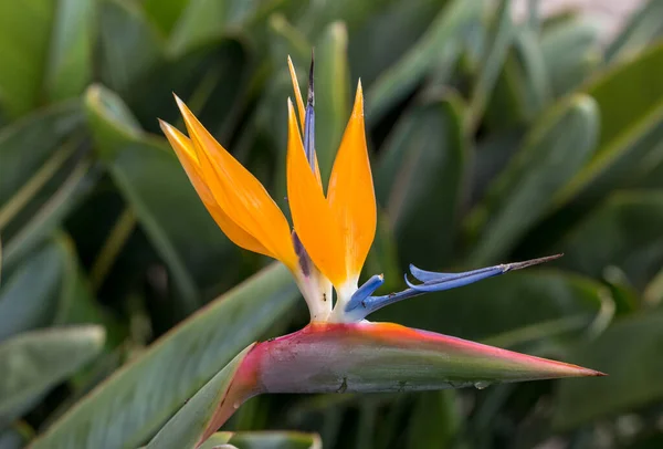 Tropische Bloemenstrelitzia Paradijsvogel Madeira Portugal — Stockfoto