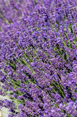  Fransa, Sault yakınlarındaki Provence 'de açan lavanta çiçekleri.