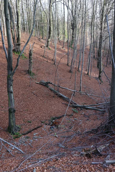 Troncs Hêtre Argenté Contre Les Feuilles Sèches — Photo