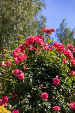 kırmızı gül dalı Bahçe