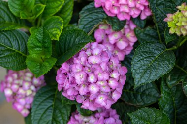  Bahçedeki güzel pembe bir ortancaya yakın çekim