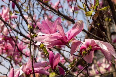 İlkbaharda güzel manolya ağaçları çiçek açar. Ağaç dalında pembe manolya çiçekleri.