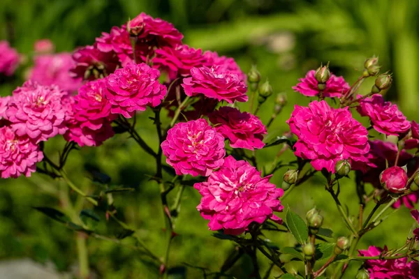 Rosas Vermelhas Filial Jardim — Fotografia de Stock