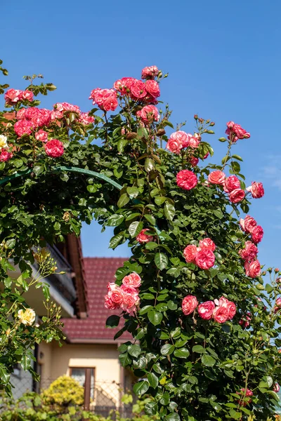 Rosas Rojas Rama Jardín —  Fotos de Stock