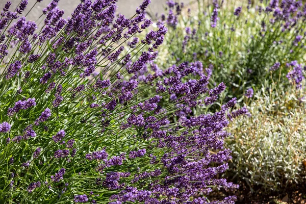 Las Flores Florecientes Lavanda Provenza Cerca Sault Francia —  Fotos de Stock