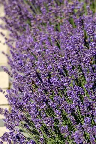 Blooming Lavender Flowers Provence Sault France — Stock Photo, Image