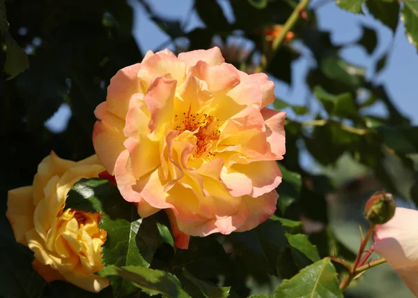 Rosas Amarillas Rama Jardín — Foto de Stock