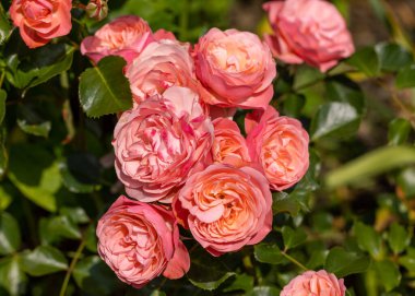 Pembe gül dalı Bahçe