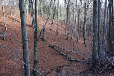 Gümüş-kayın ağacı dalları kuru yaprakları karşı