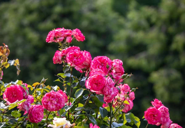 Rote Rosen Ast Garten — Stockfoto