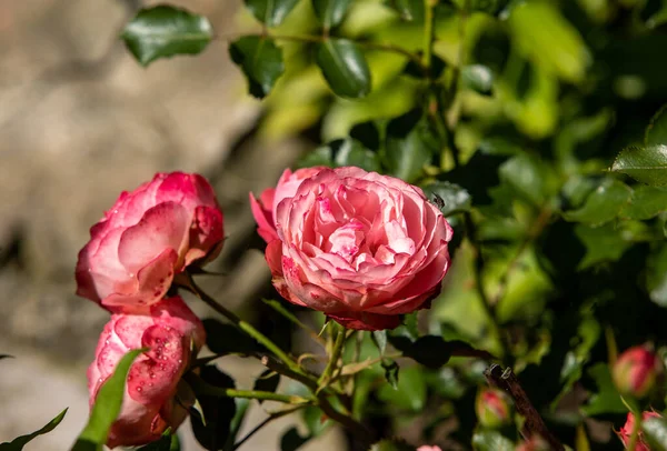Κόκκινα Τριαντάφυλλα Στο Κλάδο Στον Κήπο — Φωτογραφία Αρχείου
