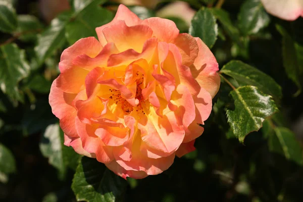 Rose Gialle Sul Ramo Nel Giardino — Foto Stock