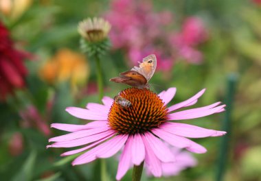 A butterfly and a bee while working on the flowers of Echinacea