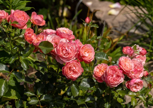 Rosas Rosadas Rama Jardín — Foto de Stock