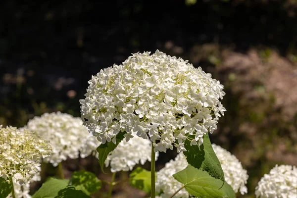 Primer Plano Una Hermosa Hortensia Blanca Jardín — Foto de Stock