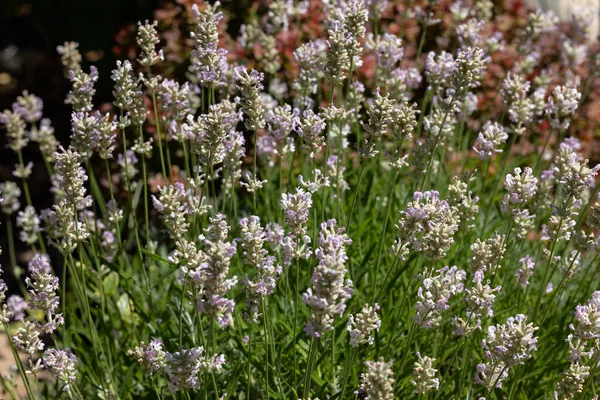 Narrow Leaved White Lavender Edelweiss Lavandula Angustifolia White —  Fotos de Stock