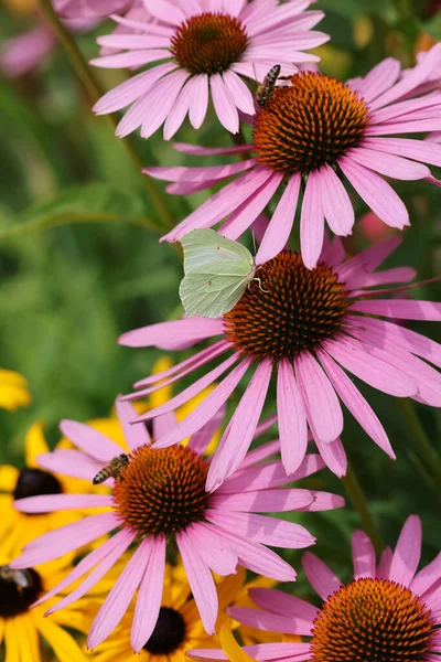 A butterfly and a bee while working on the flowers of Echinacea