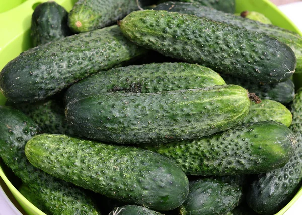 Lot Young Cucumbers Background — Stock Photo, Image