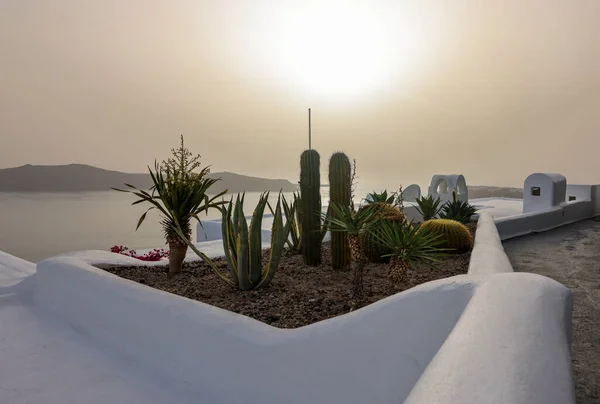 Close Van Cactussen Aloë Die Groeien Een Bloembed Santorini Caldera — Stockfoto