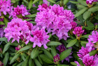 Beautiful blooming pink azalea flowers in garden