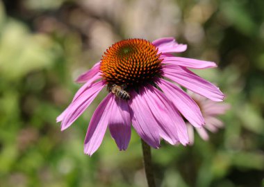 Ekinezya purpurea ya da bahçede mor koni çiçeği.