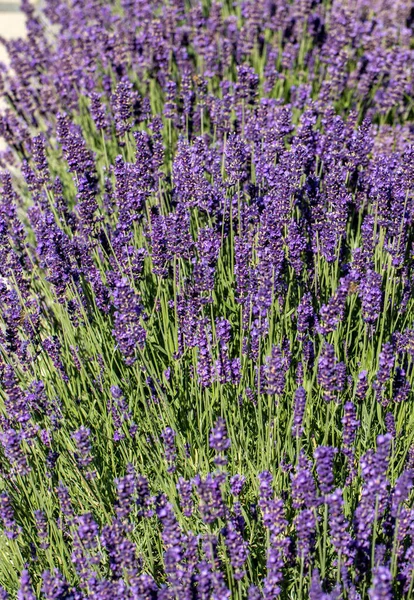 Blooming Lavender Flowers Provence Sault France — Stock Photo, Image