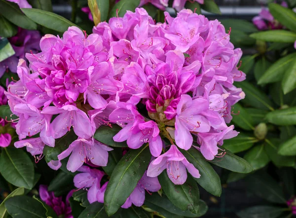 Beautiful Blooming Pink Azalea Flowers Garden — Stok fotoğraf
