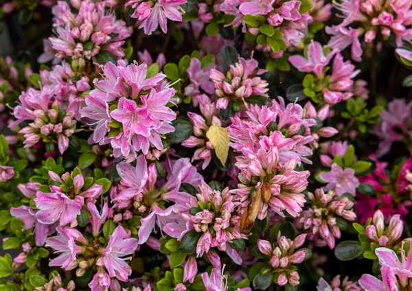 Beautiful Blooming Pink Azalea Flowers Garden — Stockfoto