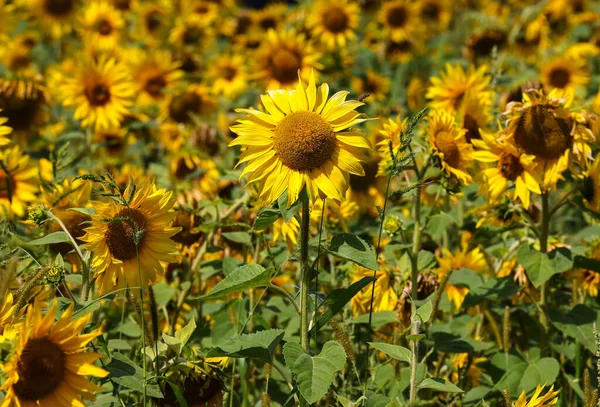 Yellow Sunflowers Growing Field Natural Sunflower Background — ストック写真