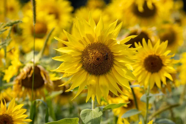 Yellow Sunflowers Growing Field Natural Sunflower Background — Stockfoto