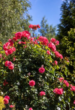 kırmızı gül dalı Bahçe