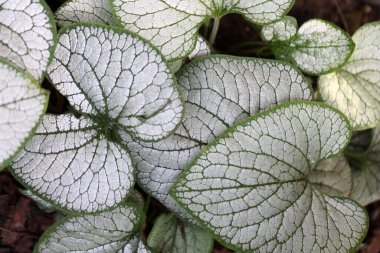 Kalpli brunnera, Sibirya böceği parlatıcısı, Brunnera makrophylla Jack Frost bahçede.