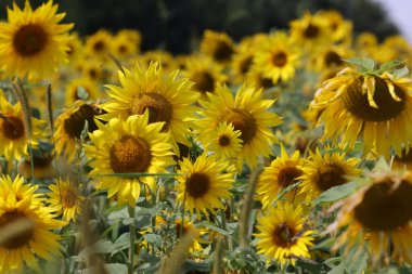 Yellow Sunflowers growing in a field. Natural sunflower background.
