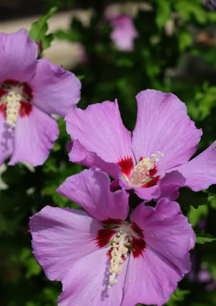 Beautiful Pink Flowers Hibiscus Syriacus Garden —  Fotos de Stock