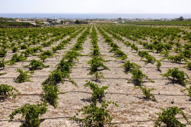 Assyrtiko - Yunanistan 'ın Santorini Adası' ndaki şarap mahzeninde yerel şarap üzümü